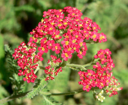 Single stem of Rubra Yarrow Plant, airy foliage and red perennial flowers forming umbrella-like clusters