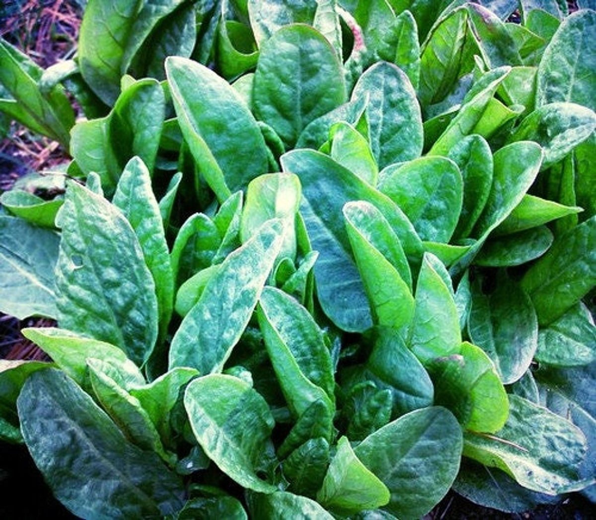 Cluster of broad smooth green leaves in a 3.25-inch pot, sorrel live plant, bright lemony culinary herb