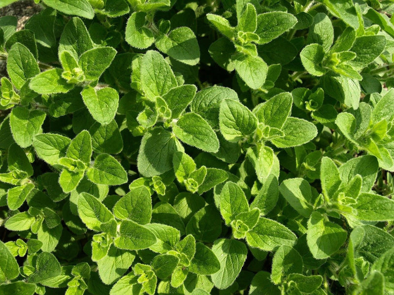 Top-down close-up of bright green oregano starter plugs, dense serrated leaves, ready to transplant