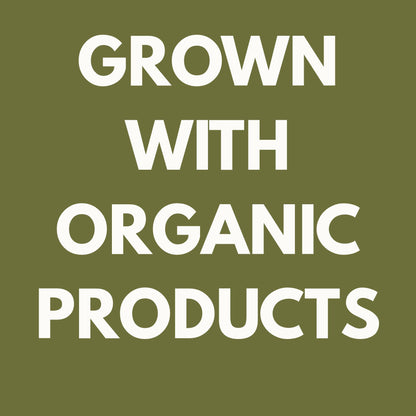 Winter Chervil Starter Plant | Live French Herb Plug | Delicate Culinary Herb