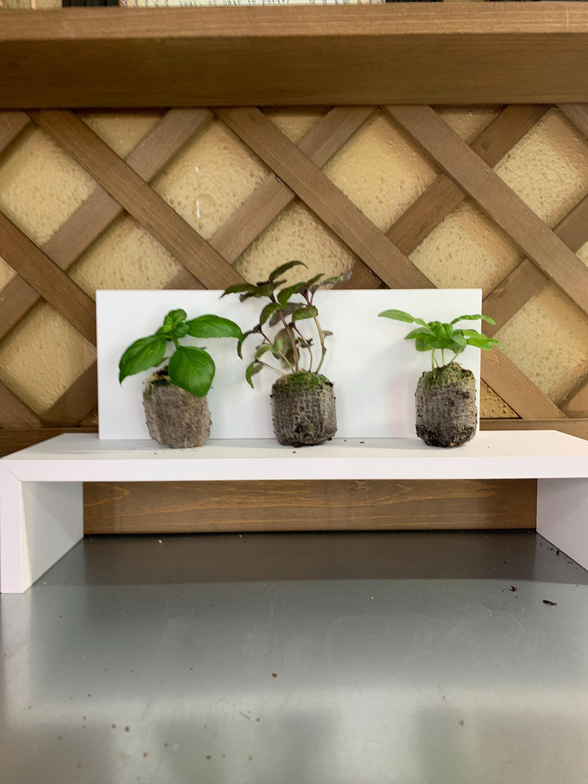 Live Basil Plants, 3 Established Plugs for Containers, Ready for Soil or Hydroponic Systems