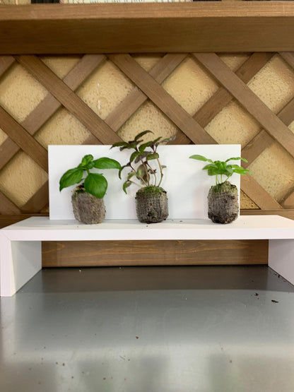 Live Basil Plants, 3 Established Plugs for Containers, Ready for Soil or Hydroponic Systems
