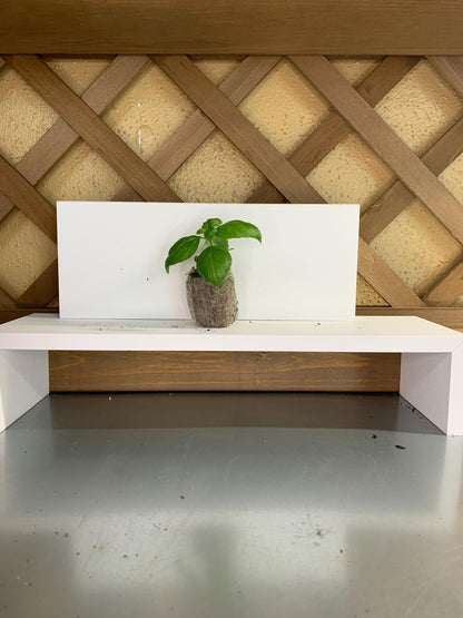Live Basil Plants, 3 Established Plugs for Containers, Ready for Soil or Hydroponic Systems
