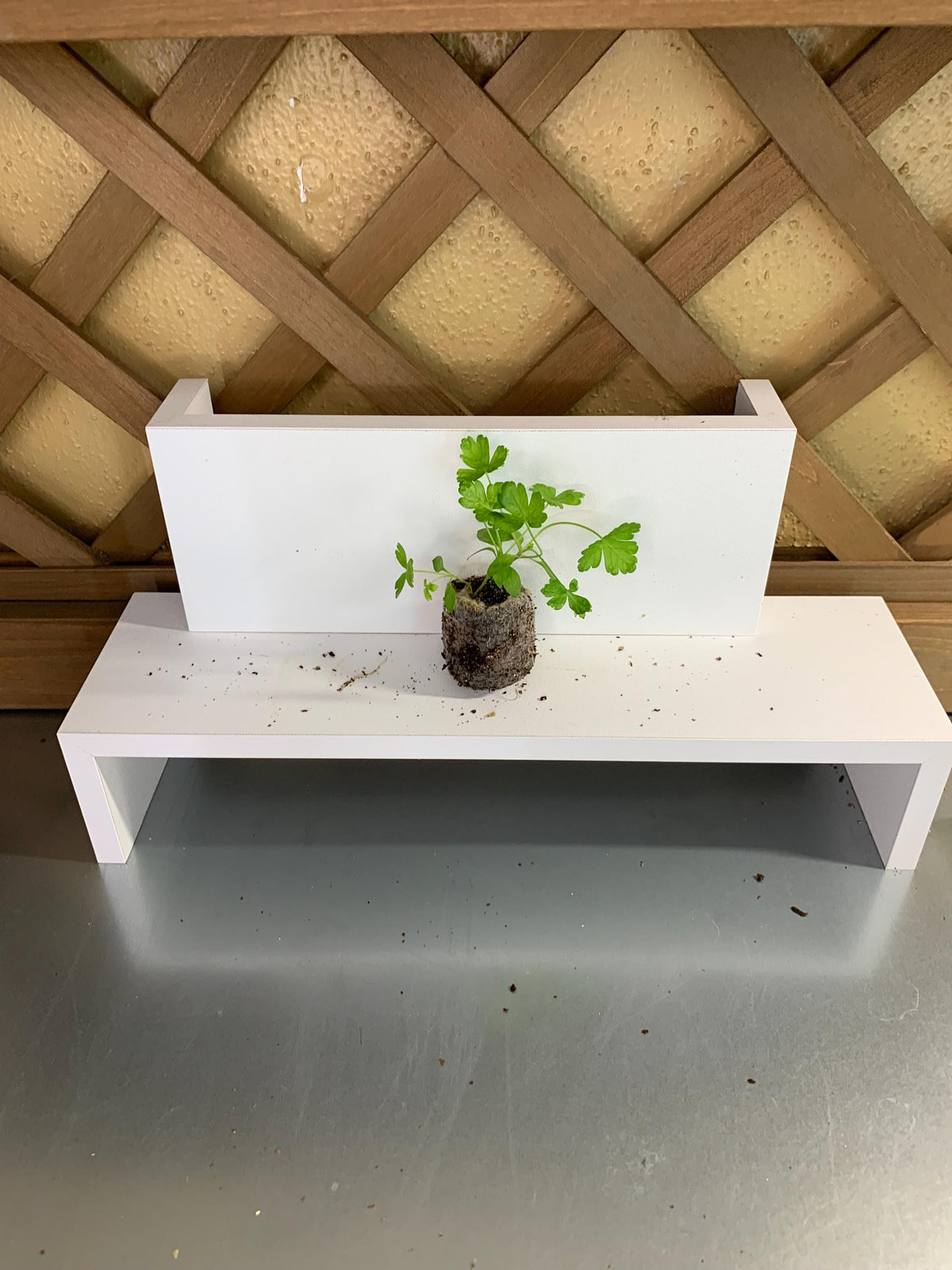 Parsley Seedlings, 3 Live Plugs for Garden Transplants, Soil or Hydroponic Growing