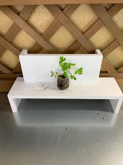 Parsley Seedlings, 3 Live Plugs for Garden Transplants, Soil or Hydroponic Growing
