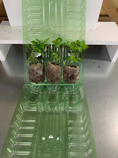 Parsley Seedlings, 3 Live Plugs for Garden Transplants, Soil or Hydroponic Growing
