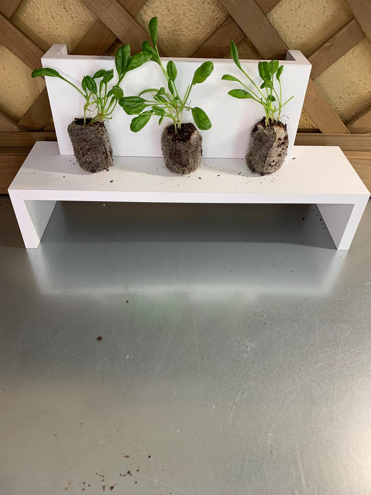 Spinach Seedlings, Three Rooted Plugs, For Gardens or Containers
