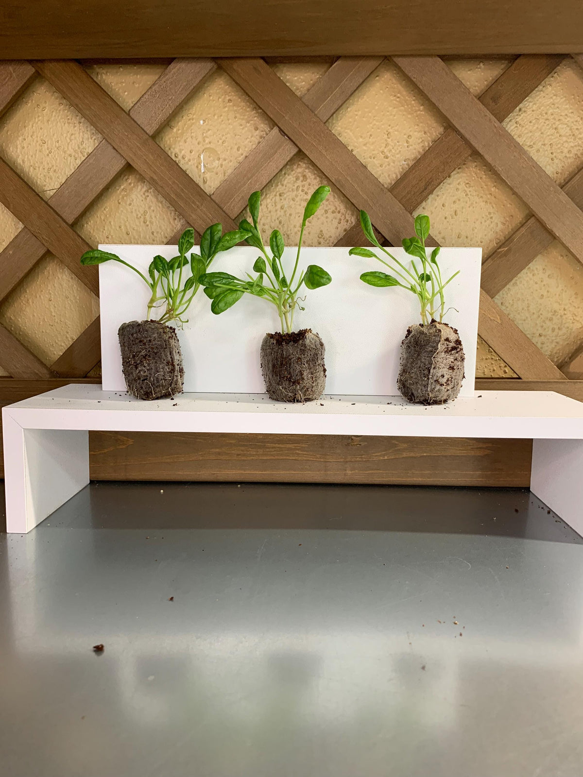 Spinach Seedlings, Three Rooted Plugs, For Gardens or Containers