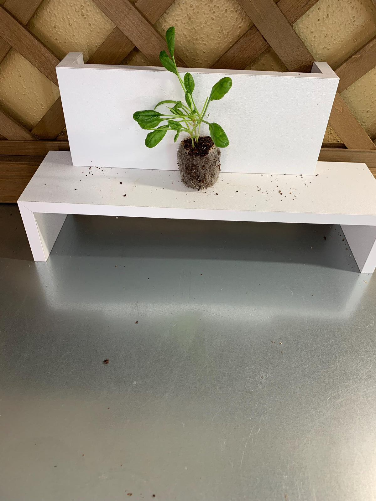 Spinach Seedlings, Three Rooted Plugs, For Gardens or Containers