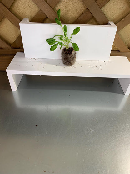 Spinach Seedlings, Three Rooted Plugs, For Gardens or Containers