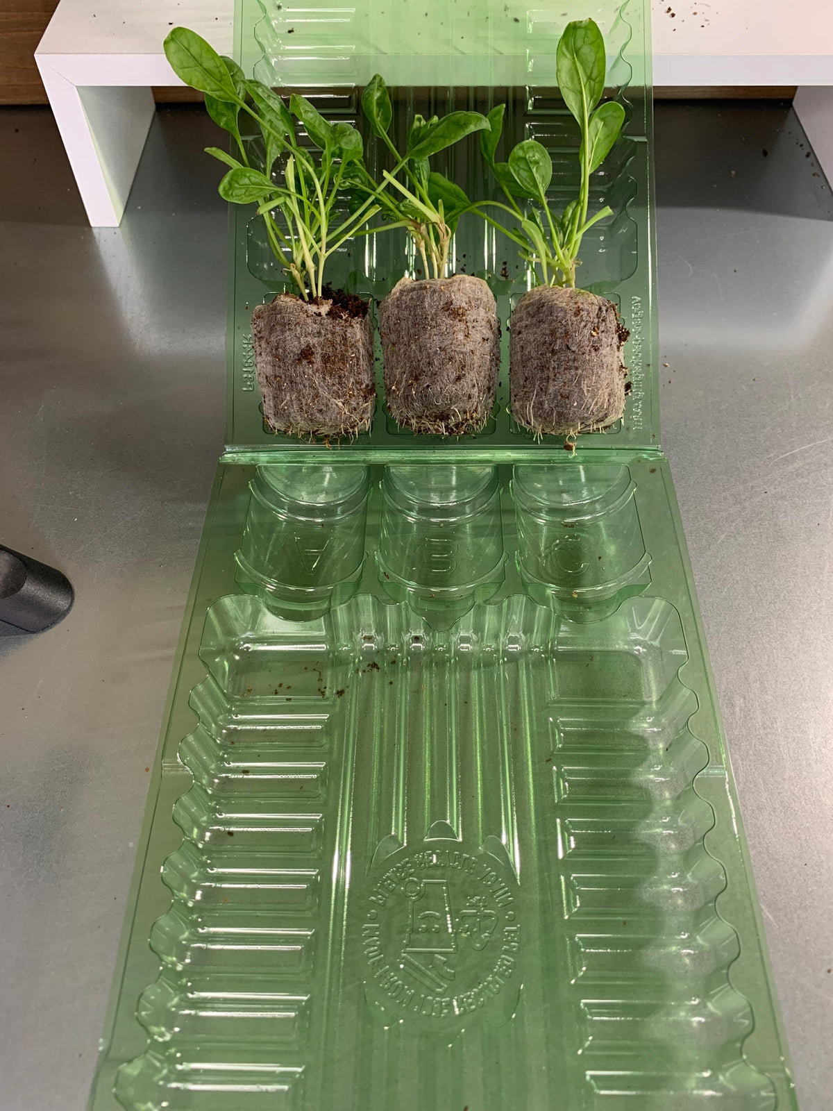 Spinach Seedlings, Three Rooted Plugs, For Gardens or Containers