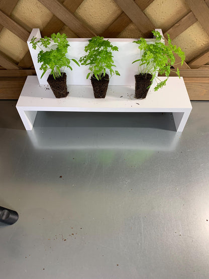 Winter Chervil Starter Plugs, 3 Plant Seedlings