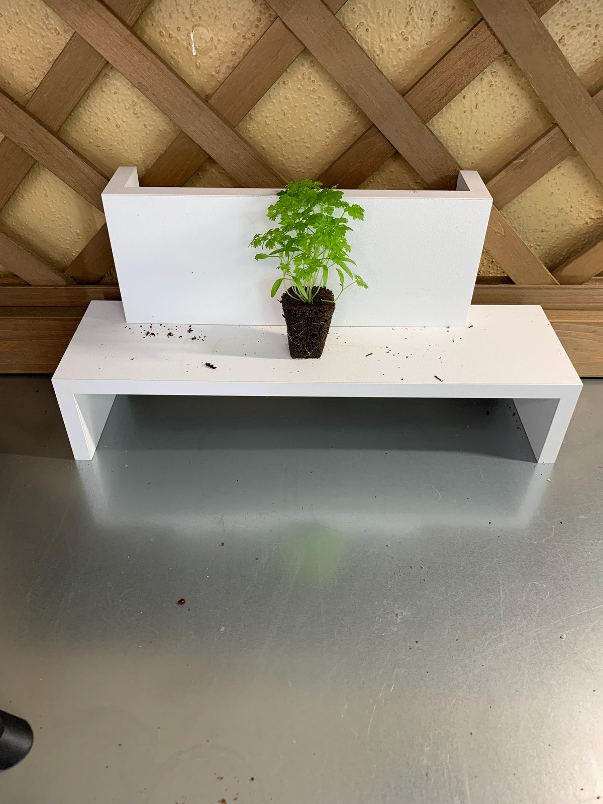 Winter Chervil Starter Plugs, 3 Plant Seedlings
