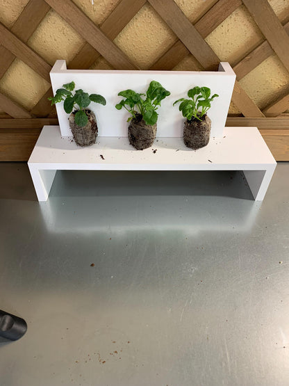 Arugula starter plants, Three live plugs, For garden beds or hydroponic setups