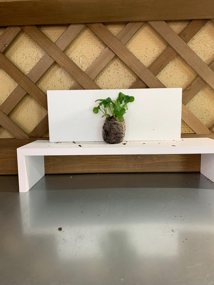 Arugula starter plants, Three live plugs, For garden beds or hydroponic setups