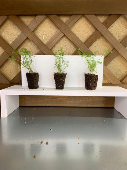 Dill Seedlings, 3 Live Starter Plugs, for Garden or Hydroponic Growing