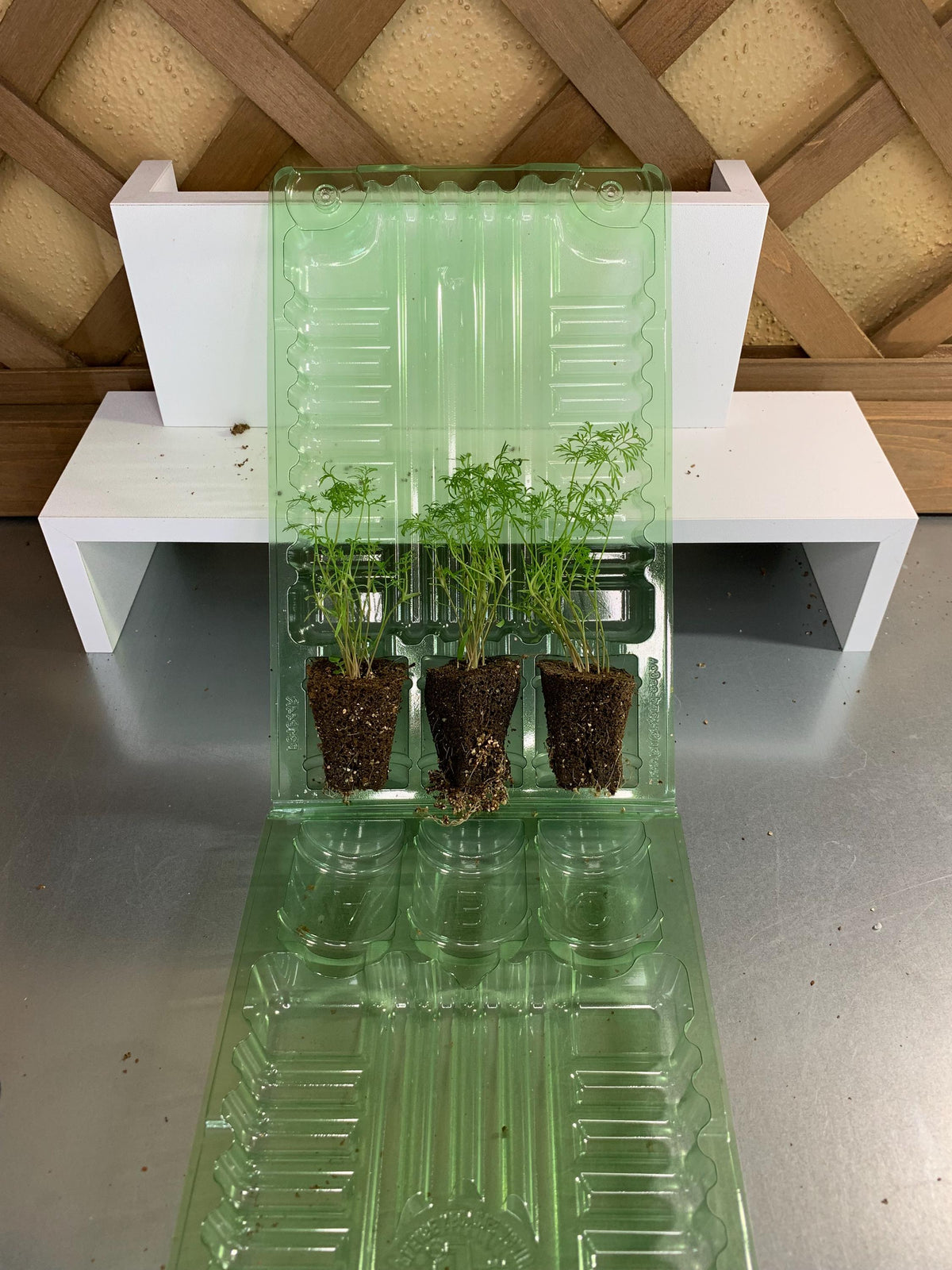 Dill Seedlings, 3 Live Starter Plugs, for Garden or Hydroponic Growing
