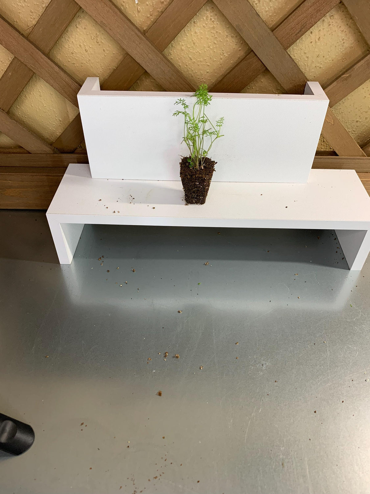 Dill Seedlings, 3 Live Starter Plugs, for Garden or Hydroponic Growing
