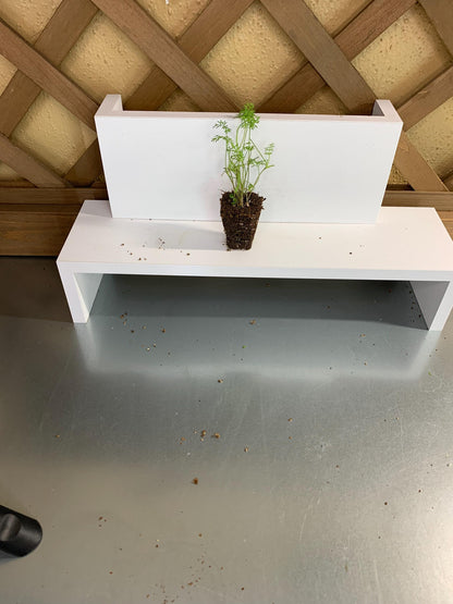 Dill Seedlings, 3 Live Starter Plugs, for Garden or Hydroponic Growing