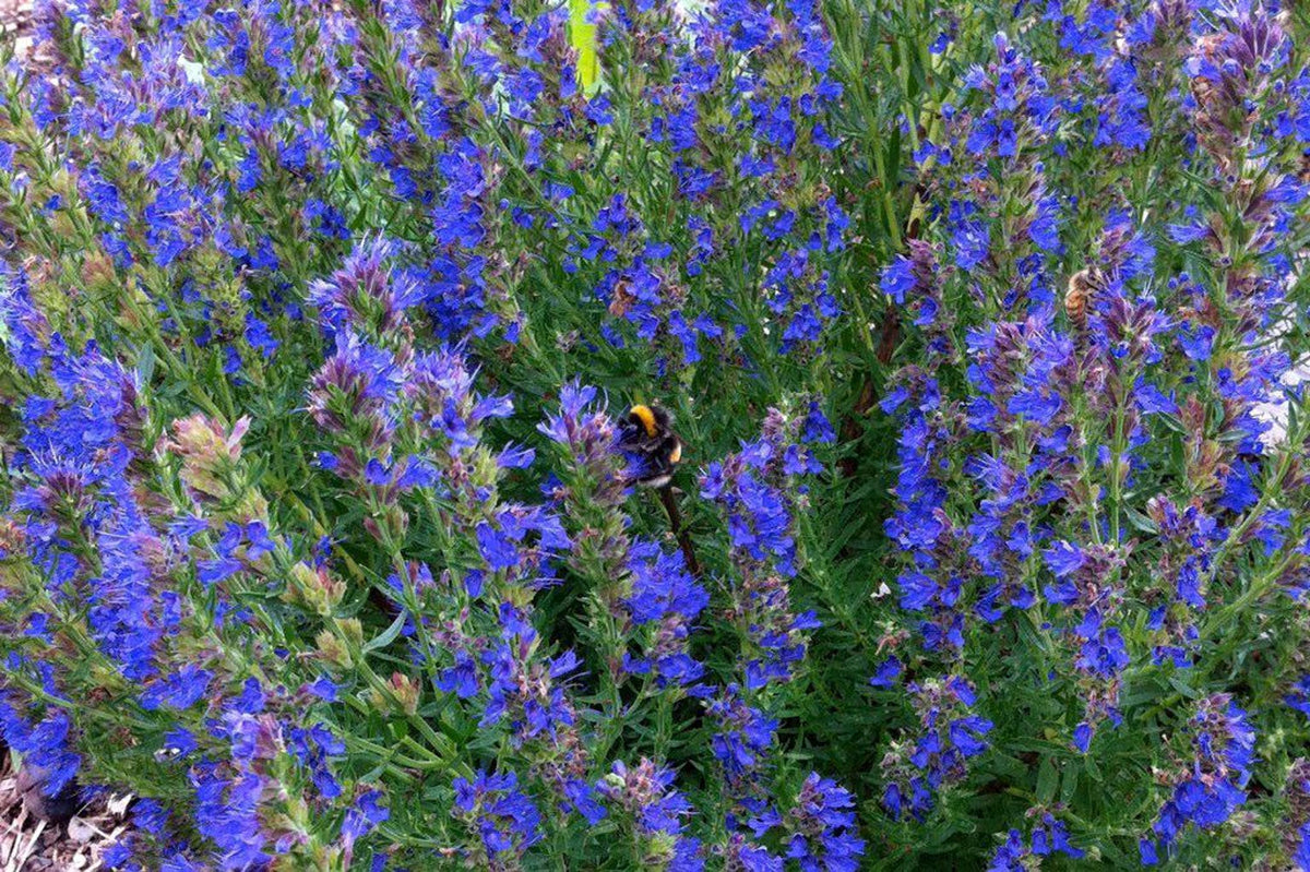 Low-angle sweep across a mat of Hyssopus officinalis, violet blooms creating a pollinator garden plant carpet
