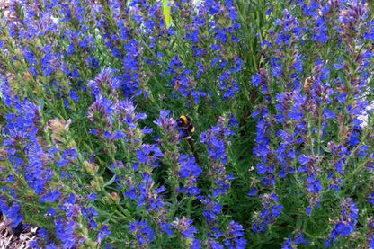 Dense flowering border of blue hyssop, multiple plants grown on from a hyssop starter plant into a colorful perennial herb