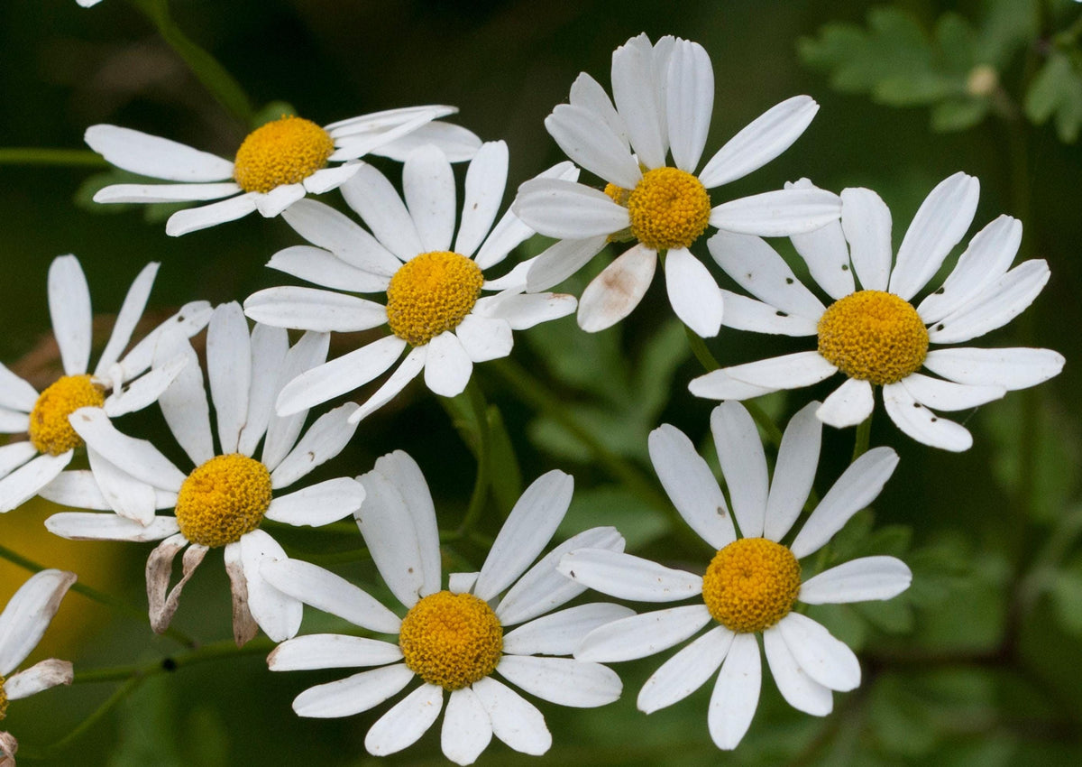 Close-up cluster of feverfew live plant blooms, white petals and golden centers, Tanacetum parthenium detail.