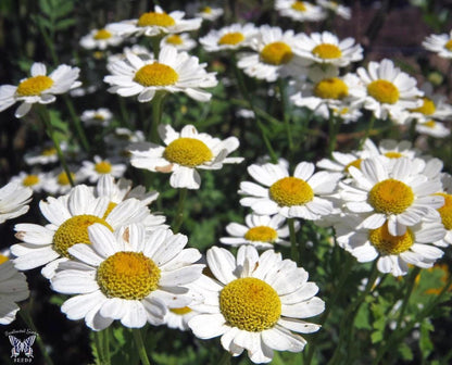 Dense carpet of feverfew live plant flowers, many white daisy heads and green foliage, cottage garden perennial.
