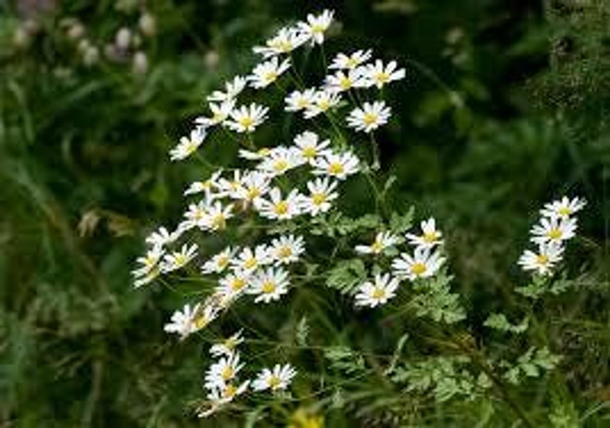 Angled top view of feverfew live plant clusters, tiny white daisies and yellow centers on ferny stems, medicinal herb plant.