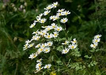 Angled top view of feverfew live plant clusters, tiny white daisies and yellow centers on ferny stems, medicinal herb plant.