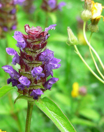 Tight macro of dense purple tubular blooms on Prunella vulgaris, heal all plant, compact perennial