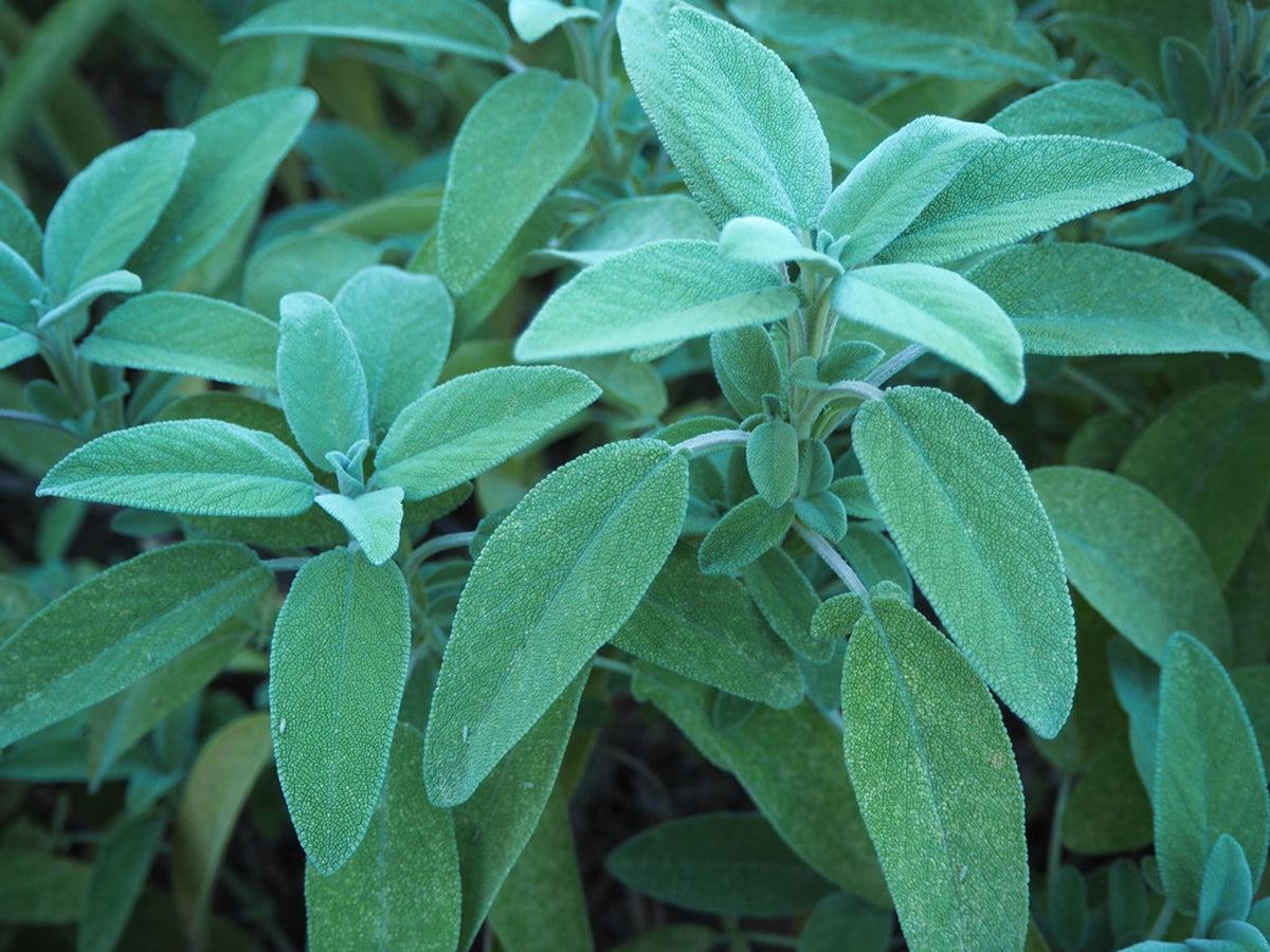 Live Sage Plant, 3 Starter Plugs, Salvia officinalis for Cooking