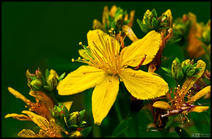Macro side view of a single yellow Hypericum perforatum plant flower, speckled petals and small green buds