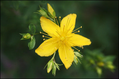Single five-petal yellow bloom with delicate unopened buds, close detail of a live St John's wort herb