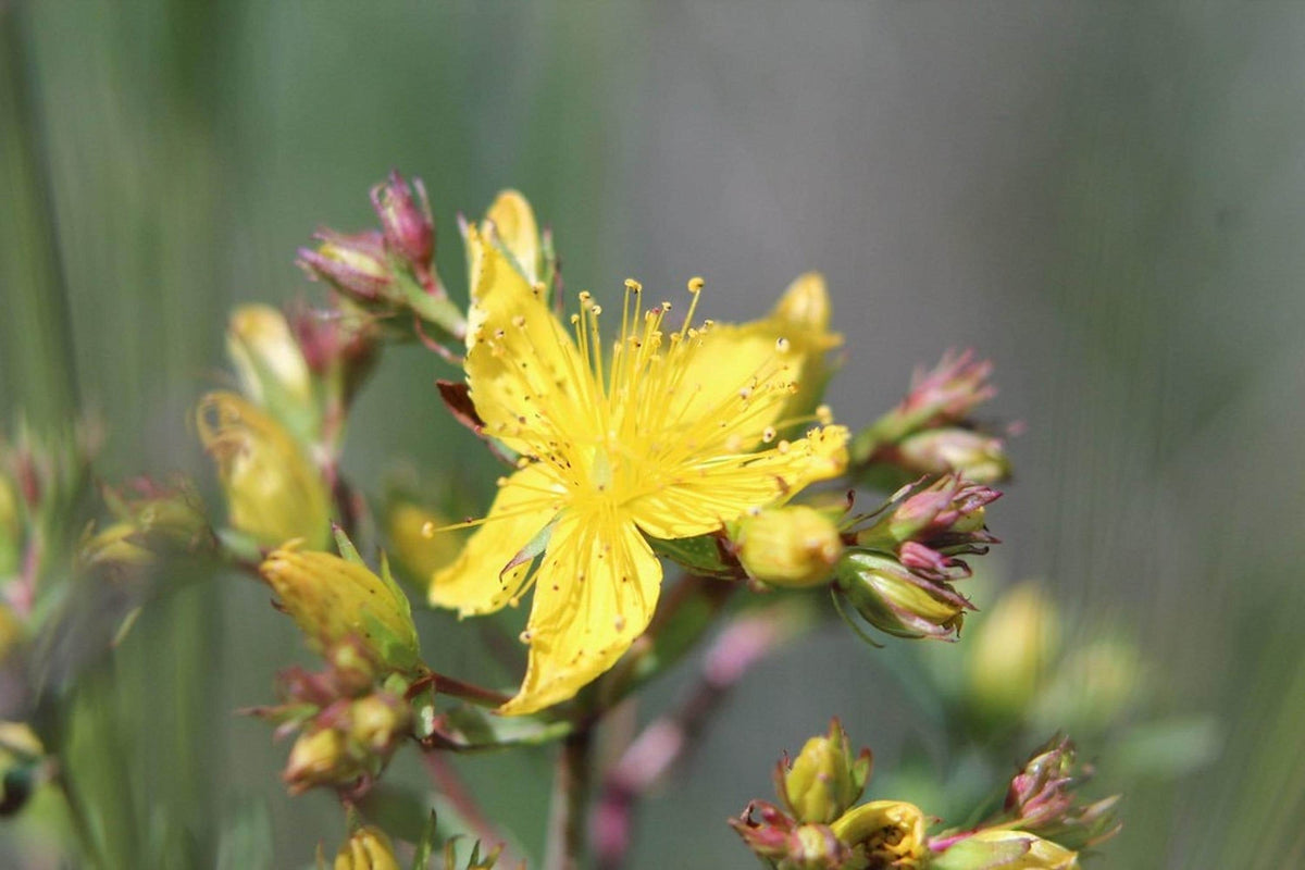 Soft-focus shot of a partly open bloom surrounded by pink-tinged buds, easy care perennial herb Hypericum
