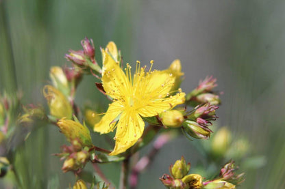 Soft-focus shot of a partly open bloom surrounded by pink-tinged buds, easy care perennial herb Hypericum