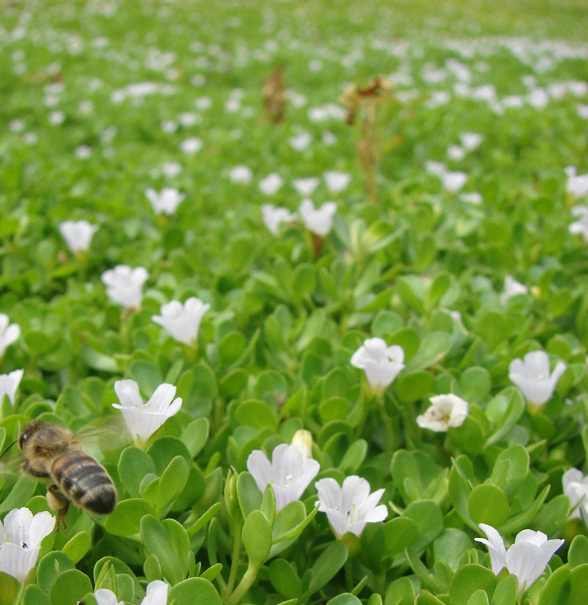 Dense carpet of small white blooms on trailing bacopa, live bacopa plants suited to hanging baskets and window boxes
