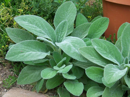 Top view showing a young Stachys byzantina plant by a pot, bright green new lamb's ear live plant foliage