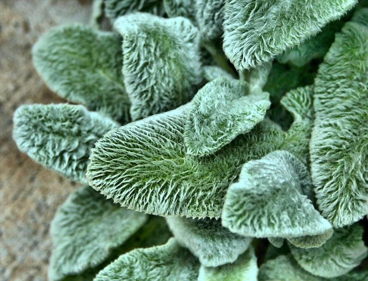 Tight close-up of silver foliage perennial, magnified lamb's ear plant hairs and plush, velvety leaf surface