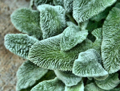 Tight close-up of silver foliage perennial, magnified lamb's ear plant hairs and plush, velvety leaf surface
