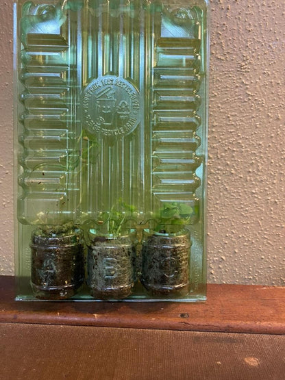 Three herb seedlings in a clear plastic clamshell, small soil herb plugs ready to transplant