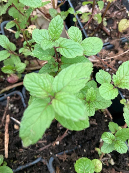 Bright green mint-style herb seedlings, paired leaves and square stems, garden herb transplants