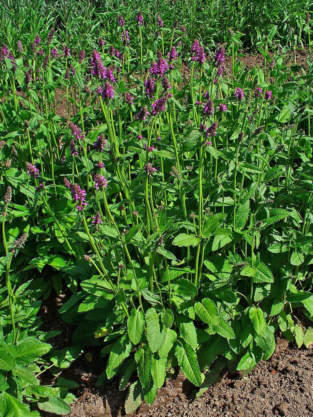 Patch of several live betony plant clumps in a garden bed, scalloped green leaves and many purple flowering spikes