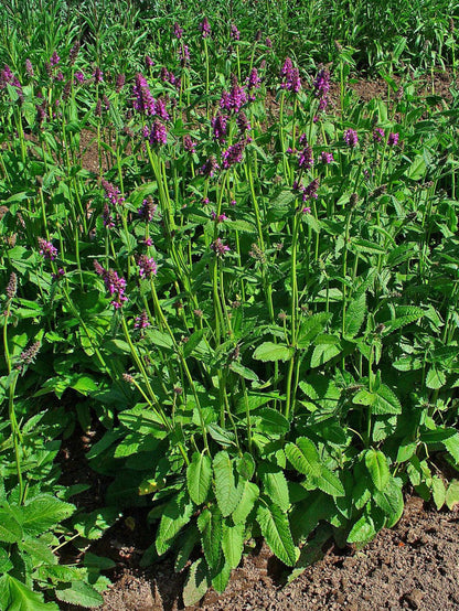 Patch of several live betony plant clumps in a garden bed, scalloped green leaves and many purple flowering spikes