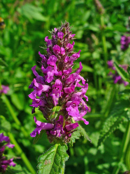 Mid-shot of a dense magenta flower spike on a live betony plant, textured bracts and fresh green leaves at the base