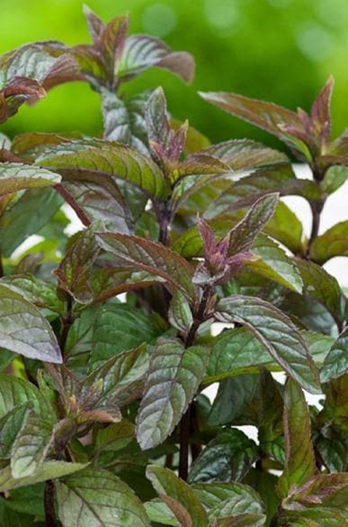 Vertical stems of a live chocolate mint plant, reddish-purple petioles and glossy serrated leaves for containers.
