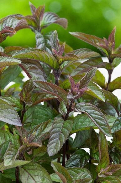 Vertical stems of a live chocolate mint plant, reddish-purple petioles and glossy serrated leaves for containers.