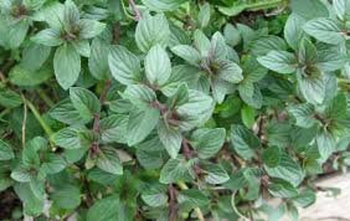 Tray of many mint starter plants, lighter green chocolate peppermint leaves, ideal culinary mint for tea.