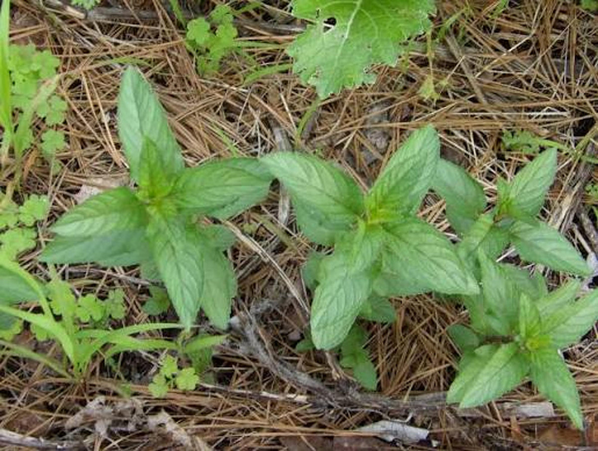 Chocolate Mint (Mentha × piperita ‘Chocolate’) – 3 Starter Plugs – Perennial Herb