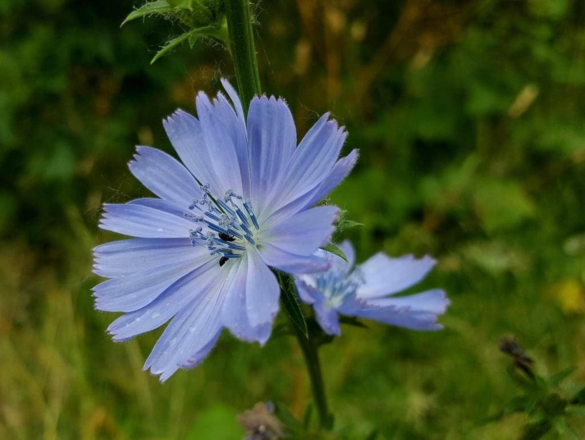 Centered single blue chicory plant bloom, delicate petals with green foliage softly blurred behind