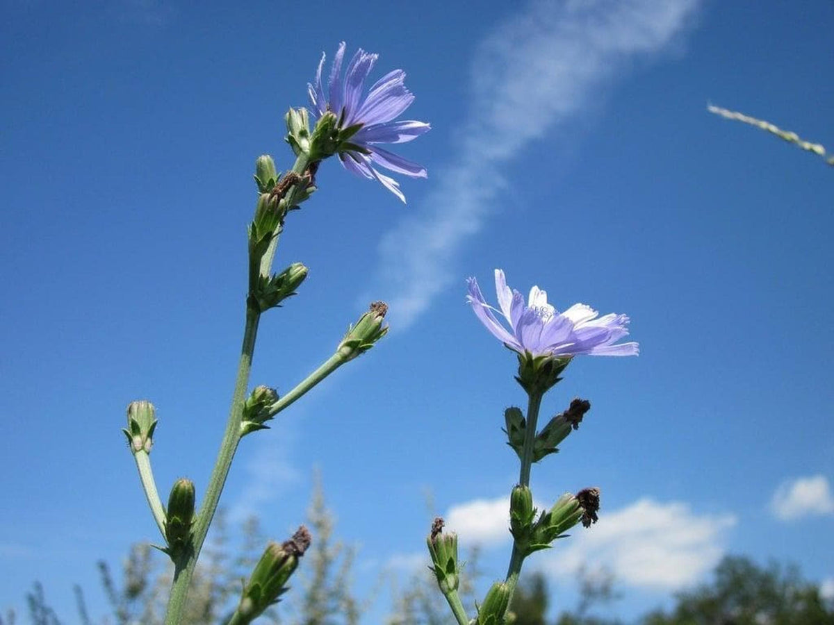 Upward angle of tall chicory plant stems and blue chicory flowers reaching into a bright sky